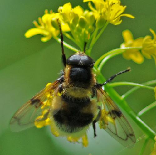 Volucella bombylans